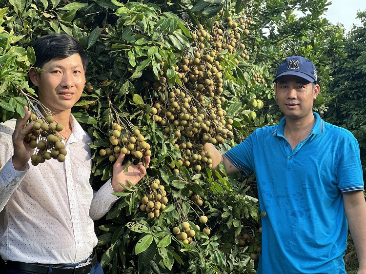 Anh Tâm (áo trắng) thu về 2 tỷ đồng mỗi năm nhờ trồng nhãn trái vụ.