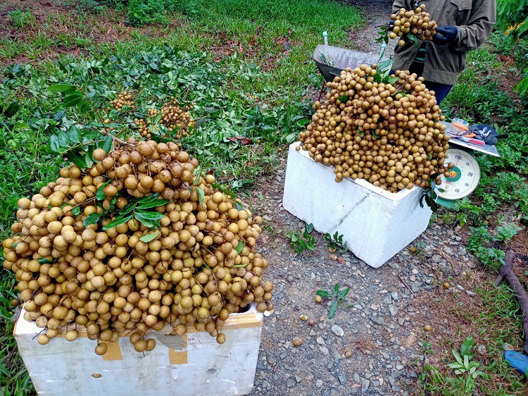 Nhãn thu hoạch đến đâu bán hết đến đó, thậm chí có mùa không có đủ bán.