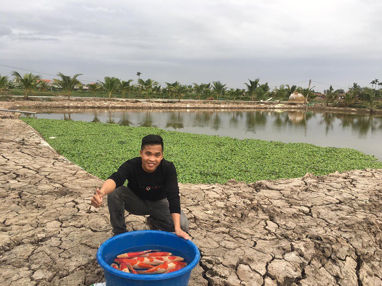 Cá Koi được anh Quân nuôi thử nghiệm tại trang trại của gia đình thành công ngoài mong đợi.