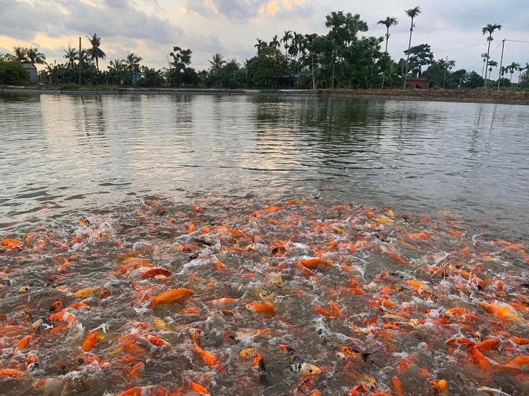 Đến nay, anh Quân đã sở hữu trang trại nuôi cá Koi lớn nhất Hải Phòng.