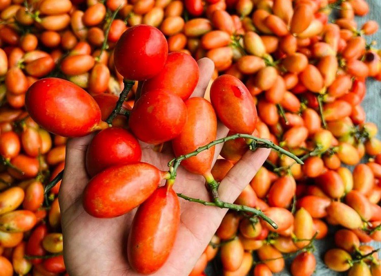 Quả máu chó khi non có màu xanh, chín chuyển dần từ màu cam sang màu đỏ sẫm.