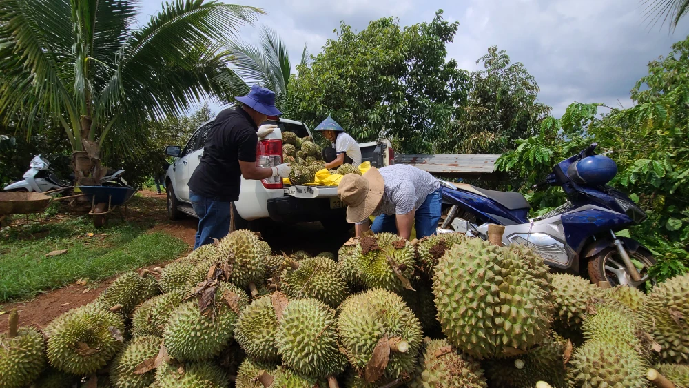 Rất nhiều vườn sầu riêng của người dân bị thiệt hại do giông lốc. Ảnh: K.N