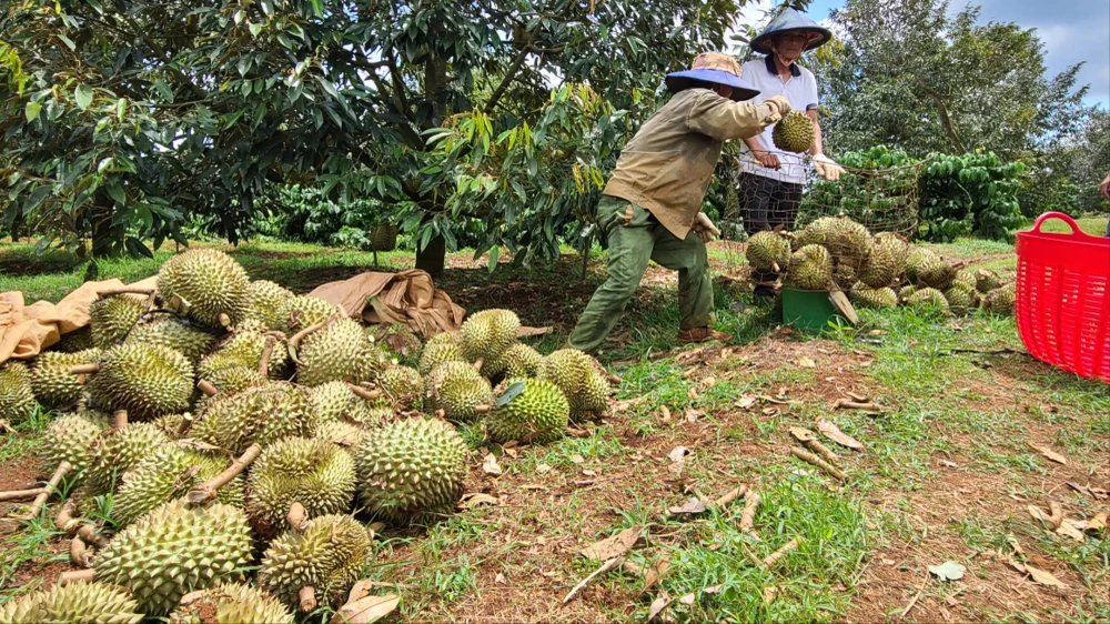 Người dân thu gom sầu riêng rụng để bán cho thương lái, giảm thiểu thiệt hại. Ảnh: K.N