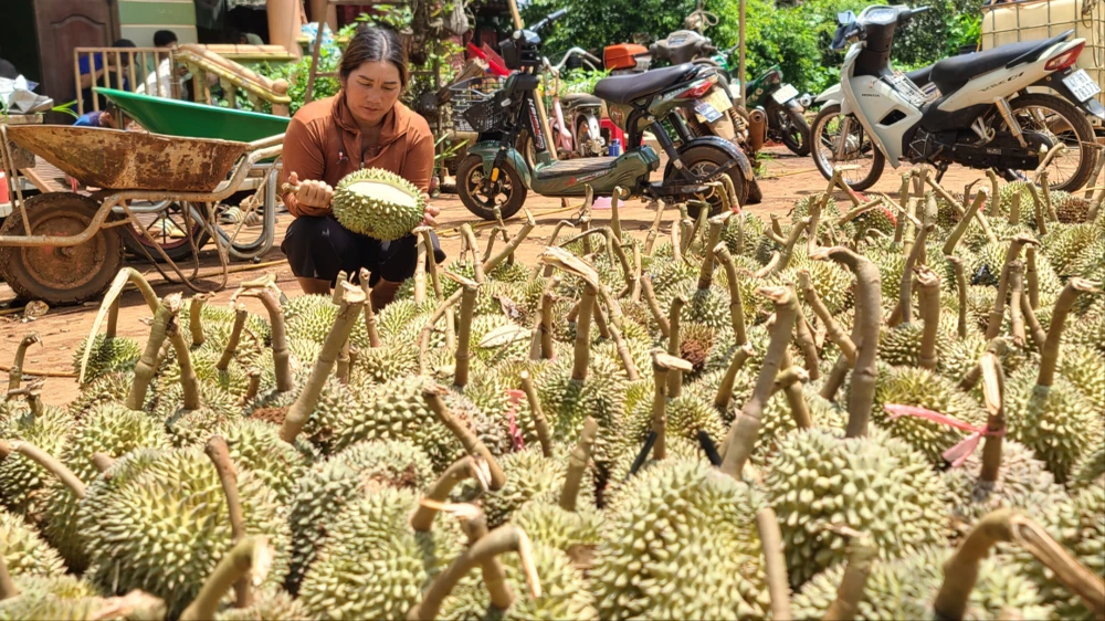 Hầu hết sầu riêng rụng đều sắp đến vụ thu hoạch. Ảnh: K.N