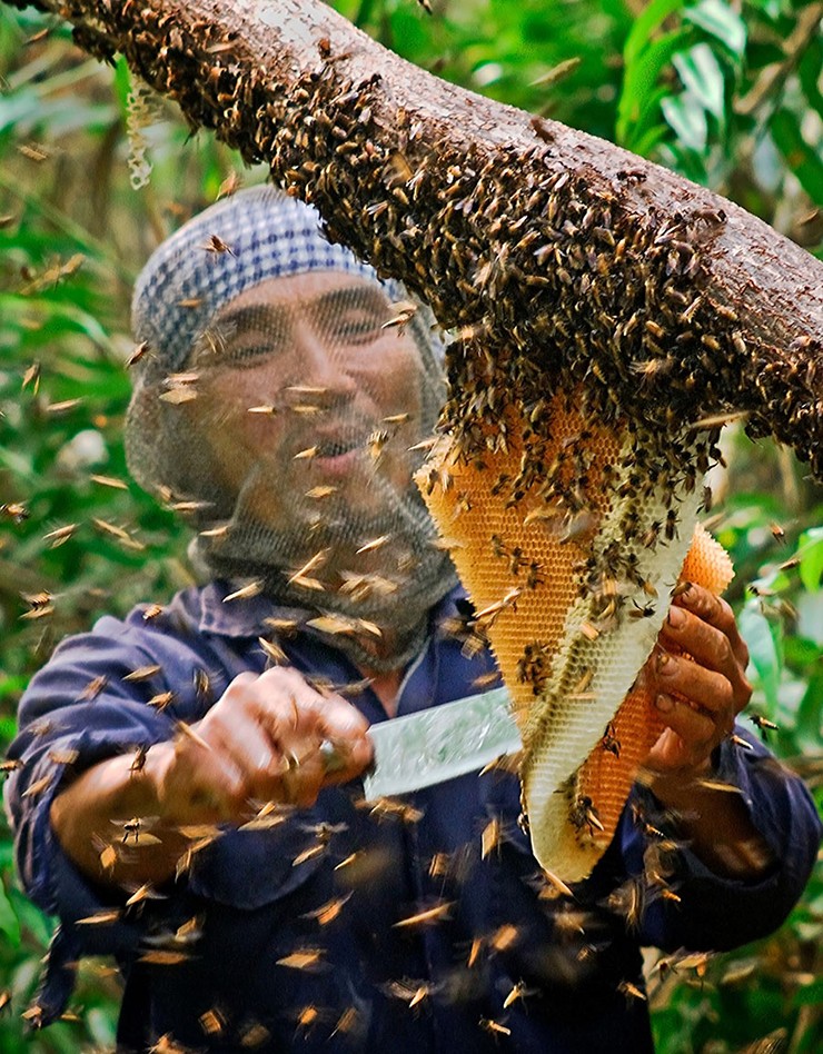 Ong rừng U Minh hút mật hoa tràm, sống tự nhiên và không hề có sự tác động của con người nên mật không chỉ thơm ngon, mà nhộng ong cũng béo hơn bình thường.&nbsp;
