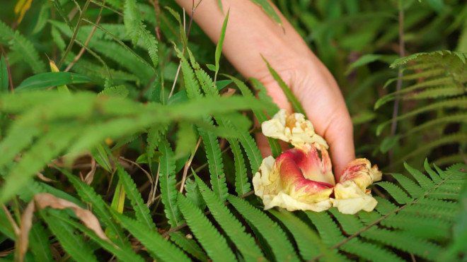 Sau khi kết thành quả, hoa kè sẽ rụng xuống. Lúc này, người dân ở vùng cao sẽ nhặt về để chế biến thành những món ăn dân dã, lạ miệng.