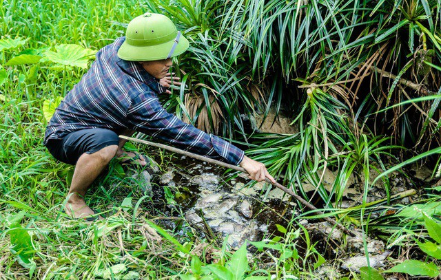 Người dân xã Nghĩa Yên cho cho rằng nước sông đổi màu, cá chết bất thường nhiều khả năng do trang trại heo xã Bãi Tràng (huyện Như Xuân) gây ra