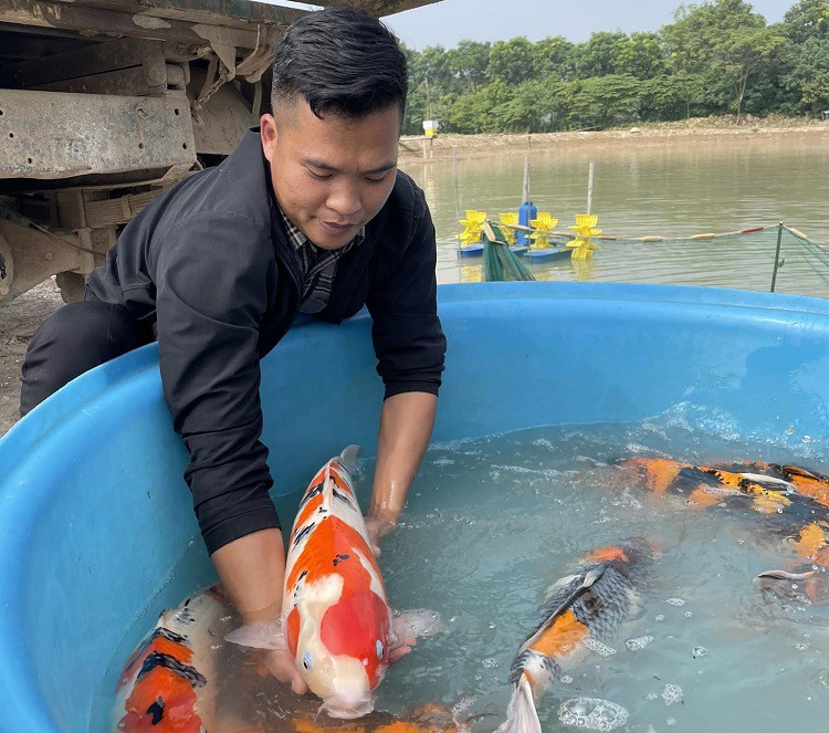 Anh Quân đang sở hữu hàng chục ngàn con cá Koi với đủ các chủng loại khác nhau. (Ảnh: Quân Vũ).