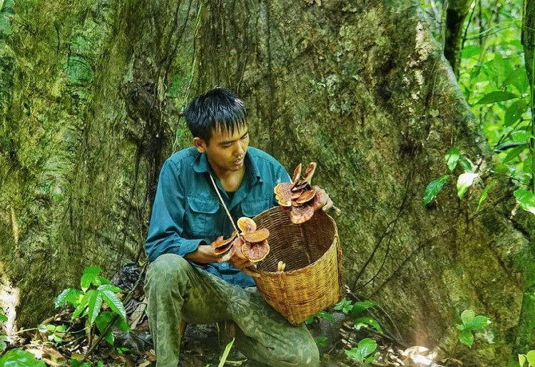 Anh Linh trong một lần đi rừng hái được nấm lim xanh. (Ảnh: Linh Nguyễn).