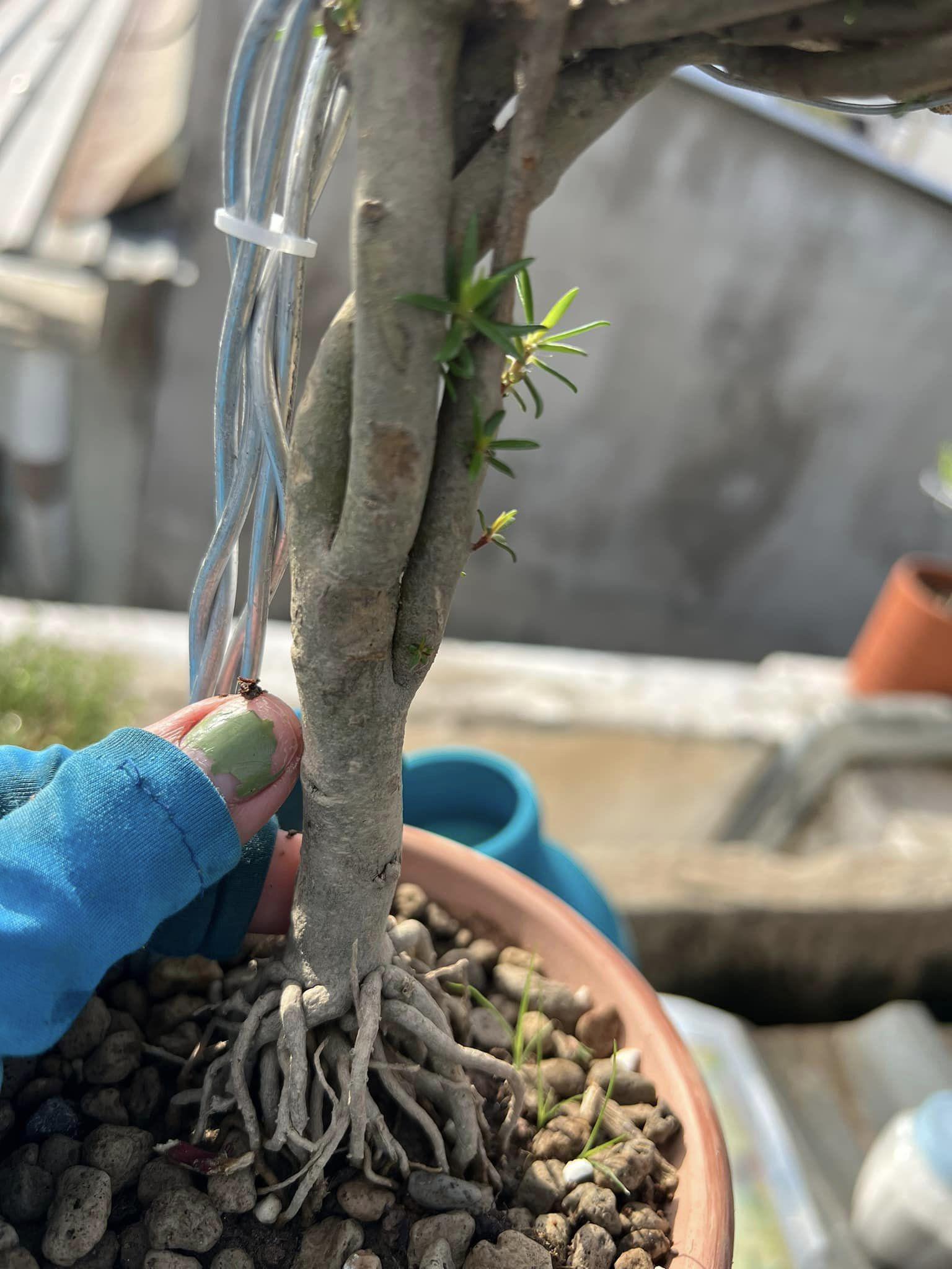 Có những cây bonsai gốc to bằng&nbsp;ngón tay cái của người lớn.