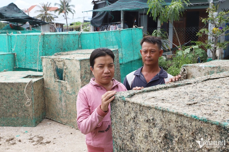 Vợ chồng bà Hà đưa lồng tôm lên bờ do thiếu vốn vì thương lái chưa chịu trả tiền. Ảnh: Xuân Ngọc