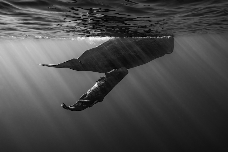 The work "Dream of the Sea" is in the top 10 of the International Prize in the Wildlife category at SWPA 2024.