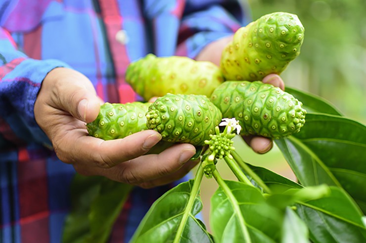 Trái nhàu còn dùng làm thuốc, nó có những công dụng với những người có bệnh về huyết áp, đau nhức xương khớp, các vấn đề về tiêu hoá…
