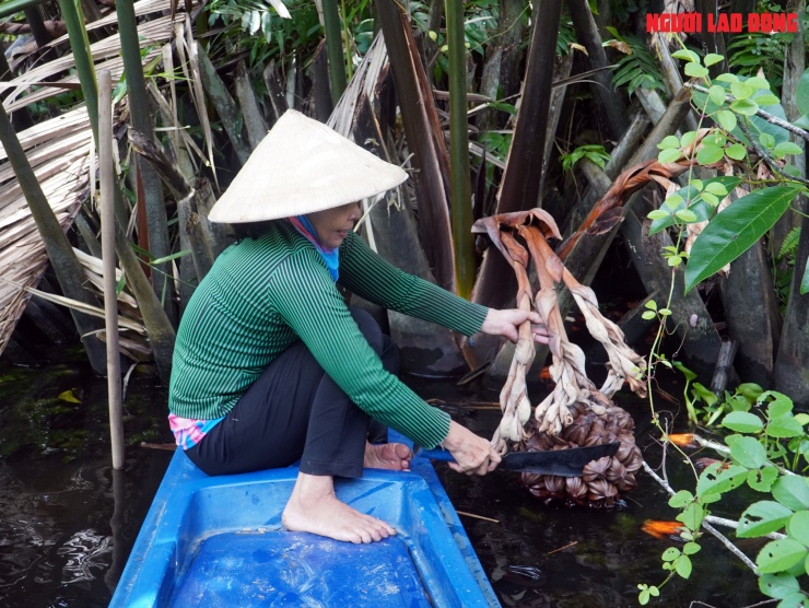 Loại trái từng bỏ đi, giờ đem về tiền triệu cho người miền Tây - 3