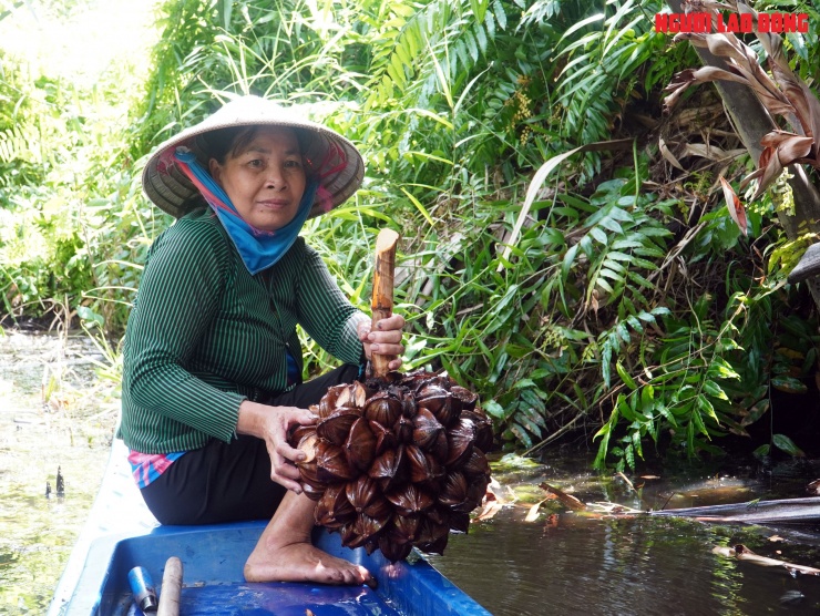 Loại trái từng bỏ đi, giờ đem về tiền triệu cho người miền Tây - 5