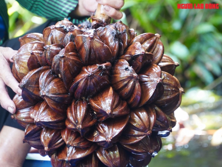 Trung bình mỗi ngày tùy theo dừa tới lứa thu hoạch nhiều hay ít, bà con chia thành 2 lần đốn và cách nửa tháng, những buồng dừa này lại tiếp tục ra buồng mới, thu hoạch xoay vòng.