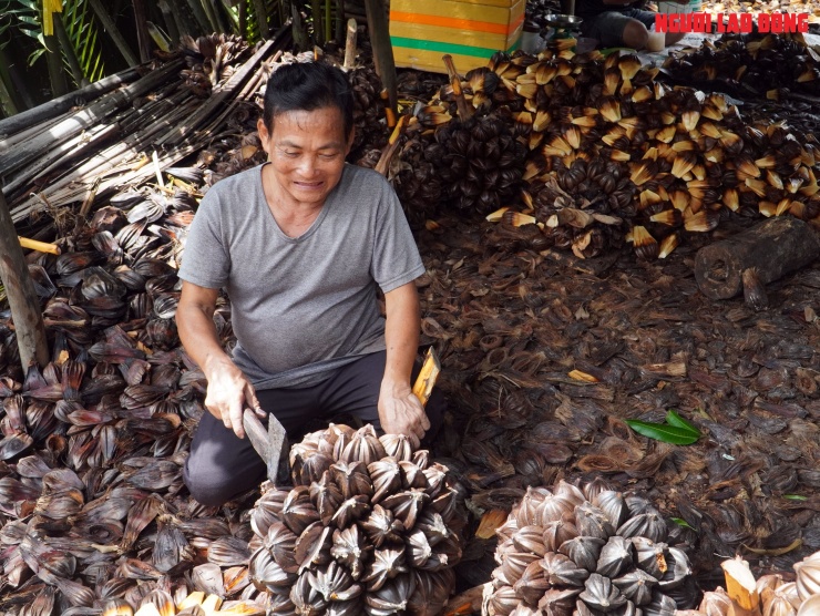 Loại trái từng bỏ đi, giờ đem về tiền triệu cho người miền Tây - 10