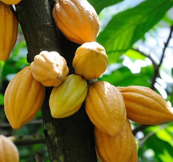 Quả cacao là nguyên liệu chính để làm nên những thanh socola thơm ngon.