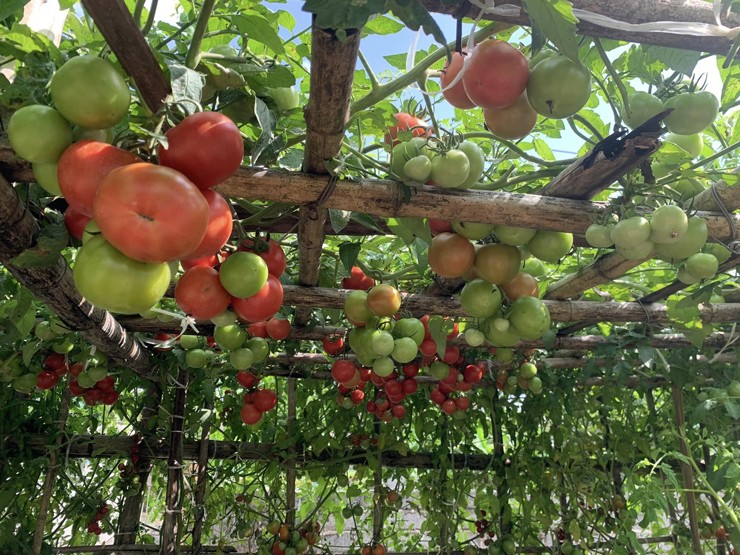 “Mùa này trồng dưa là thích hợp nhất, còn mùa khác tôi có trồng thêm rau và cà chua… Các cây đều lên xanh tốt, nhà ăn không hết, tôi còn đem cho tặng bạn bè, người thân”, anh chia sẻ.
