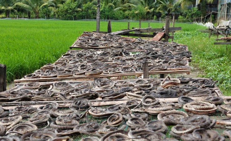 Vào mùa nước nổi từ tháng 8 đến tháng 10 âm lịch, các loại rắn sinh sôi rất nhiều.
