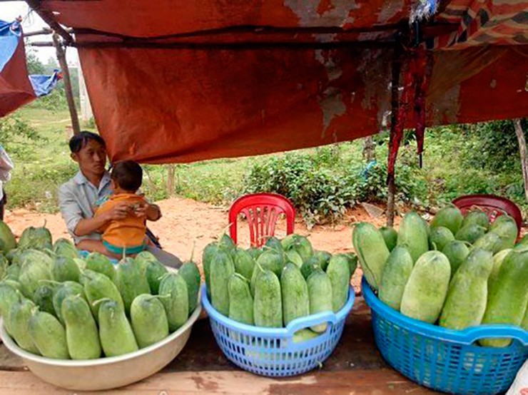 Thậm chí, không cần làm giàn mà cho chúng tự bò trên mặt đất và các mỏm đá. Mỗi cây dưa mèo có thể cho từ 2-3 quả, mỗi sào thường cho sản lượng 200-300 kg dưa.&nbsp;
