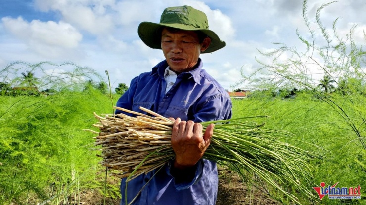 Thu hoạch măng tây. Ảnh: Lê Dương