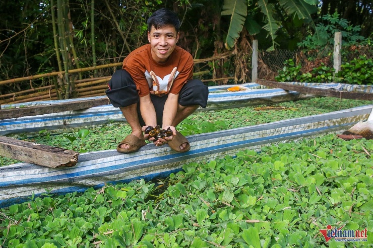 Cao Hữu Việt khởi nghiệp thành công với mô hình nuôi ốc bươu đen. Ảnh: Nguyễn Nam