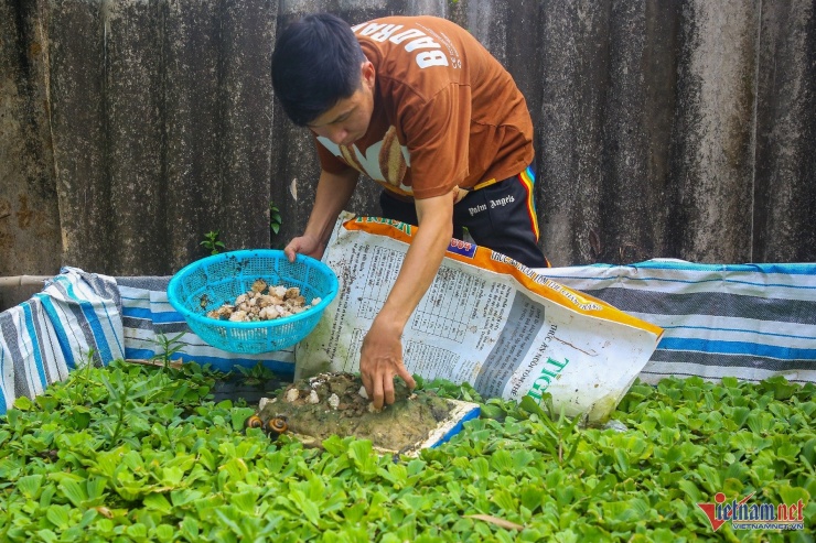 Mỗi buổi sáng, anh Việt sẽ đi thu trứng ốc. Ảnh: Nguyễn Nam