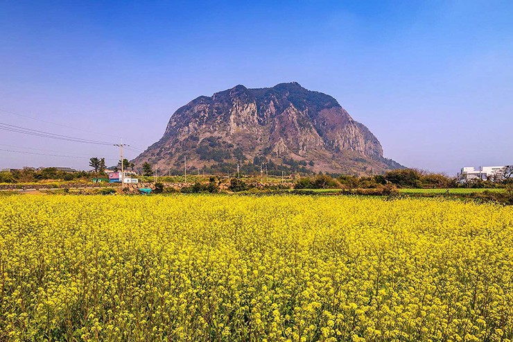 Đến đảo Jeju (Hàn Quốc), đừng quên khám phá 10 địa điểm tuyệt đẹp này - 9