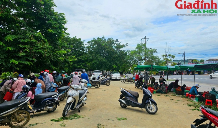 Thời điểm này, nhiều hộ gia đình ở các địa phương miền núi như Bình Điền, Bình Thành (thị xã Hương Trà) đổ xô vào rừng để thu, hái nấm tràm.