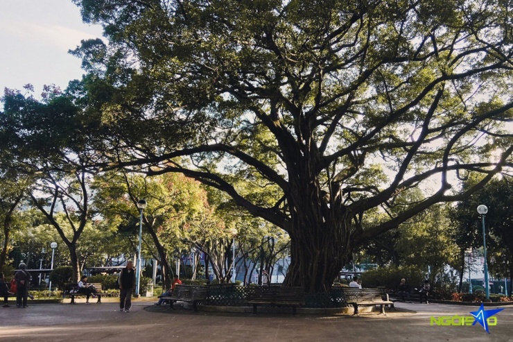 Công viên Cửu Long thành trại mở cửa mỗi ngày, miễn phí vé vào cổng, là chốn lý tưởng để tản bộ, thư giãn. Ảnh: Phong Kiều