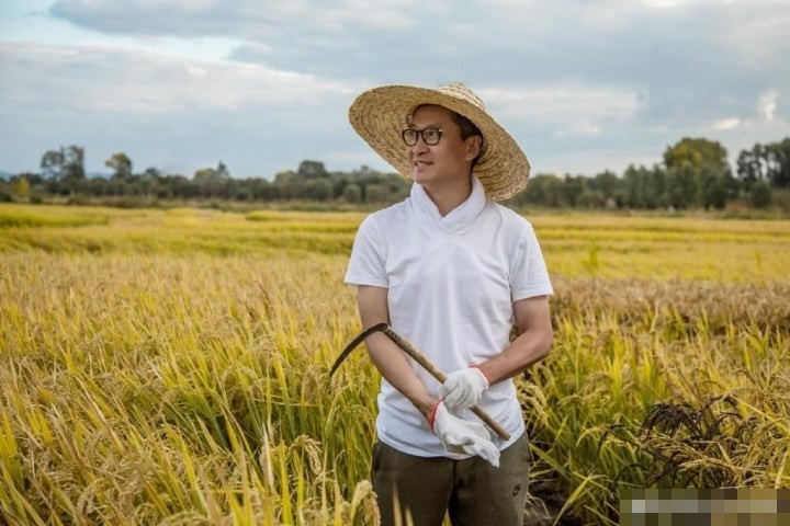 Loại lúa do Châu Kiệt sản xuất mang lại lợi nhuận cao.