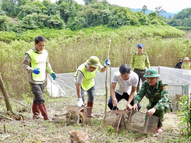 36 cá thể được thả nuôi tại Vườn quốc gia Vũ Quang.