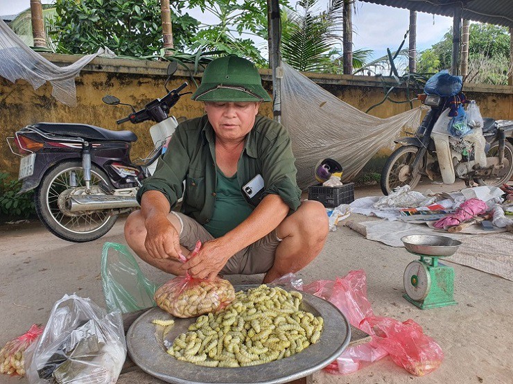 Giá bán tằm thương phẩm từ 75-150 nghìn đồng/kg, có thể mang lại lợi nhuận gấp 10-15 lần.
