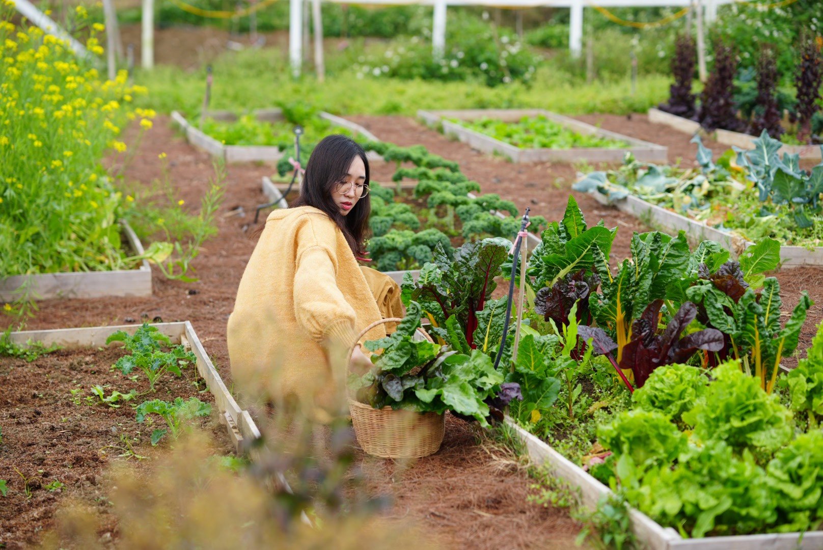 Từng làm việc cho một trang trại dâu tây ở Mộc Châu năm 2018 và học hỏi được nhiều kiến thức căn bản và hữu ích về nông nghiệp, nên chị Linh không gặp nhiều khó khăn trong quá trình trồng trọt, làm vườn