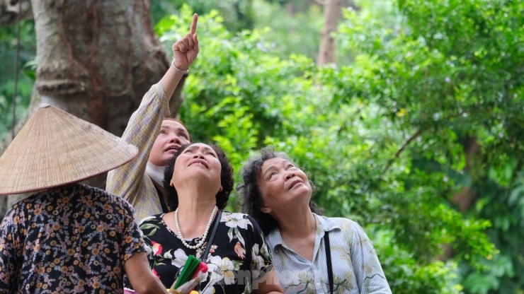 Du khách dễ dàng bắt gặp chim tự nhiên về khu vực giữa trung tâm Hà Nội làm tổ và kiếm ăn.