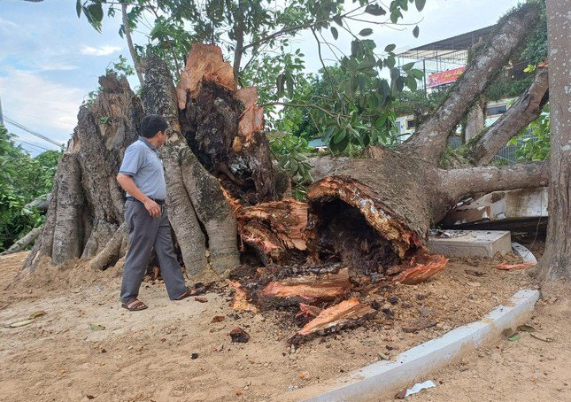 Phần lớn thân và nhánh cây đa bị gãy đổ.