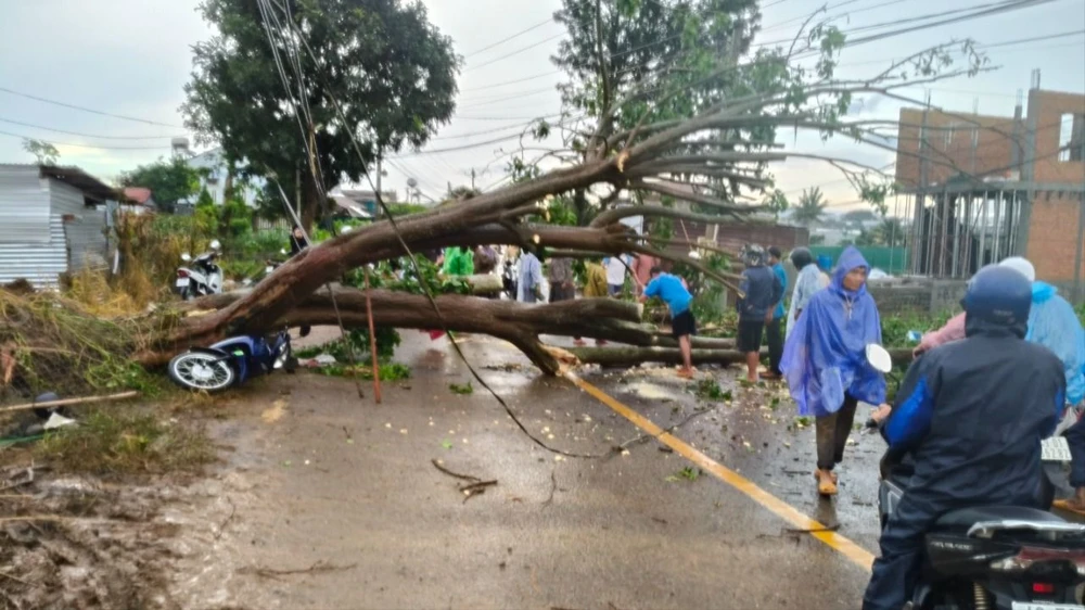 Cây vông cổ thụ đè chiếc xe máy. Ảnh: VÕ TÙNG