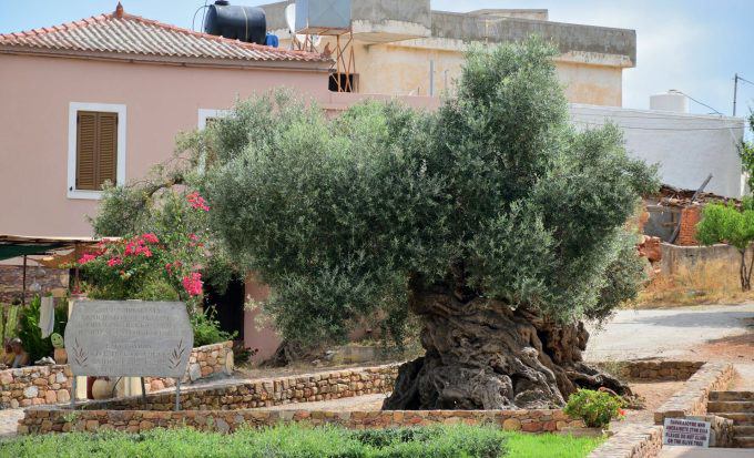 Cây nằm trong ngôi làng xinh xắn ở đảo Crete. Ảnh: neoskosmos