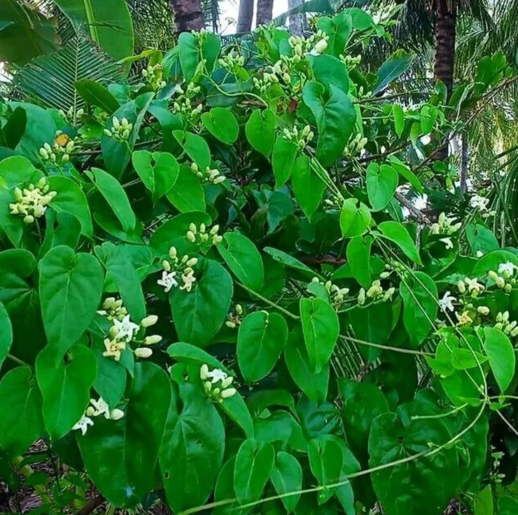 Chúng vào mùa từ khoảng tháng 5 đến tháng 9 âm lịch hàng năm, lá có màu xanh, hình trái tim.&nbsp;
