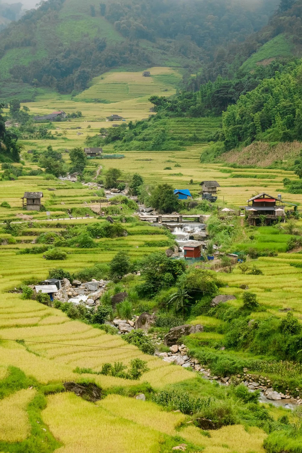 Sa Pa mùa lúa xanh rì "hớp hồn" du khách - 10