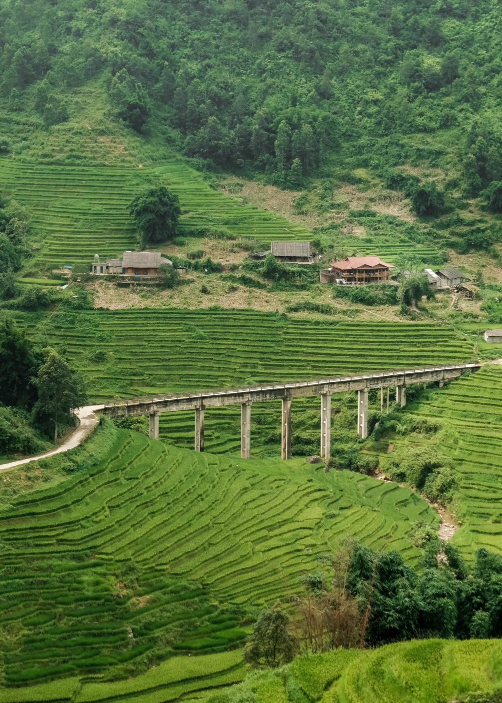 Sa Pa mùa lúa xanh rì "hớp hồn" du khách - 5