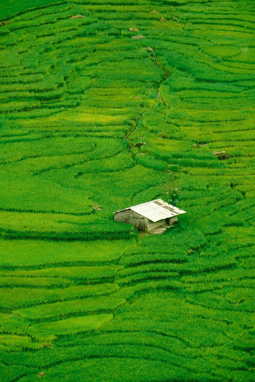 Sa Pa mùa lúa xanh rì "hớp hồn" du khách - 8