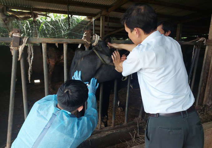 Cán bộ cơ quan thú y lấy mẫu xét nghiệm bò bị mắc tiêu chảy tại Lâm Đồng. Ảnh: Khánh Hương