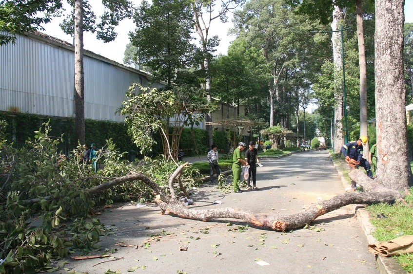 Công an hiện đang làm rõ trách nhiệm của cá nhân, tổ chức liên quan để làm rõ trách nhiệm trong vụ cây gãy đè chết 2 người. Ảnh: PN