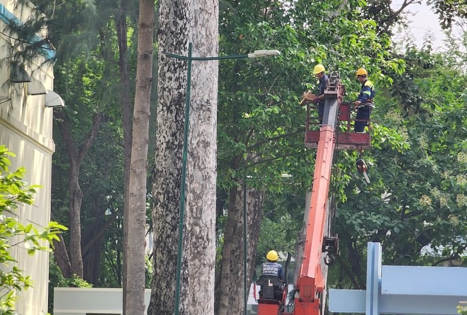 Công nhân xử lý cây dầu tét nhanh khiến hai người tử vong ở công viên Tao Đàn hôm 9/8. Ảnh: Đình Văn