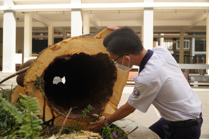 Cây phượng tại trường tiểu học Trần Văn Ơn, quận 1, bị mục rỗng thân nhưng vẫn tươi tốt, nở hoa trước khi ngã đè trúng 6 người, hồi tháng 4/2023. Ảnh: Đình Văn