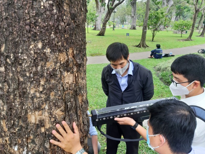 Nhân viên Công ty công viên cây xanh TP HCM dùng mũi khoan vào thân để kiểm tra khiếm khuyết, độ rỗng của cây ở công viên Tao Đàn, năm 2022. Ảnh: Minh Bằng