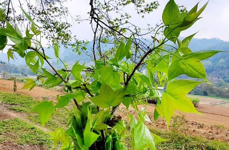 Ngọn sau sau có vị chát chát, đắng nhẹ, mùi thơm đặc trưng khá giống với quả trám. Khi chấm ngọn sau sau với mẻ, vị chát của lá hòa quyện với vị chua chua của mẻ tạo nên món ăn có hương vị lạ, vô cùng hấp dẫn.&nbsp;
