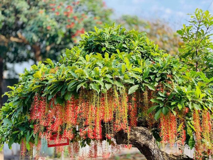 Lộc vừng còn có tên gọi khác là cây mưng, vốn là cây mọc dại hoặc được người dân trồng để làm cảnh, lấy bóng mát. 
